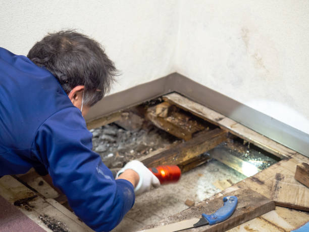 Best Professional Mold Removal  in Pierre Part, LA
