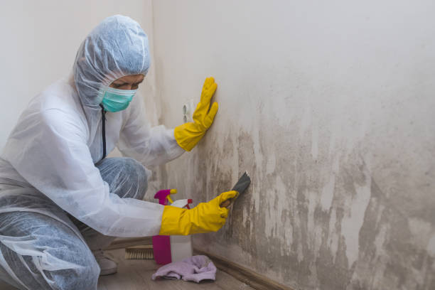 Best Toxic Mold Removal  in Pierre Part, LA