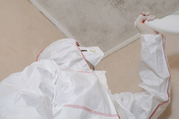 Home Mold Removal in Pierre Part, LA
